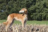SALUKI 064
